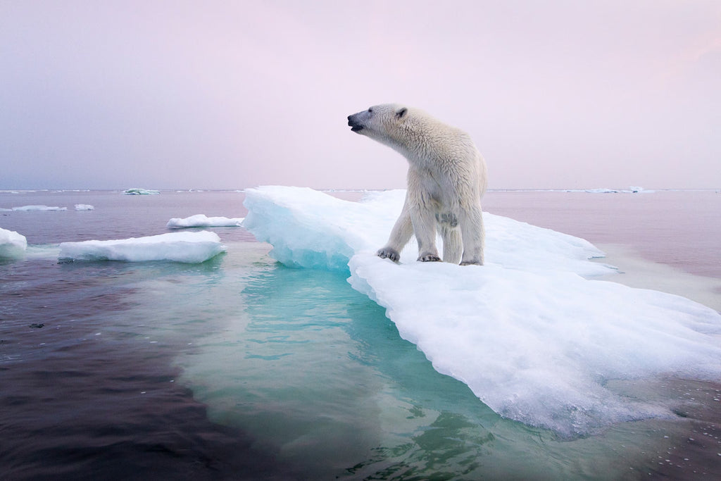 How Climate Change Impacts Wildlife—and What We Can Do