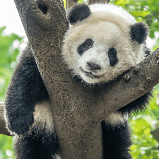 Before You Help The World's Most Endangered Species...Please Share It with Others