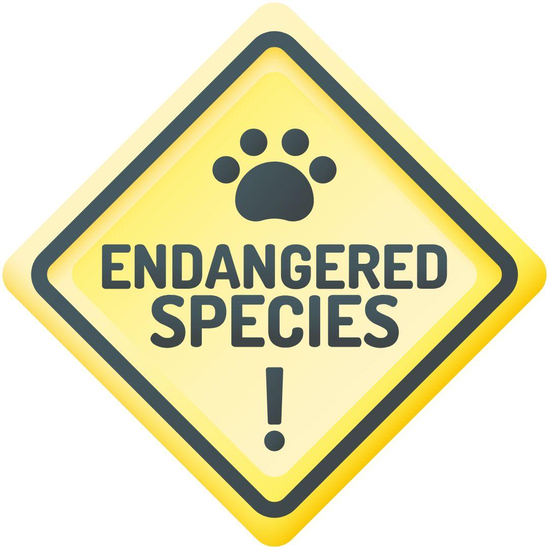 Be Wildlife's Champion: Save Endangered Species Today! - The Species Collection