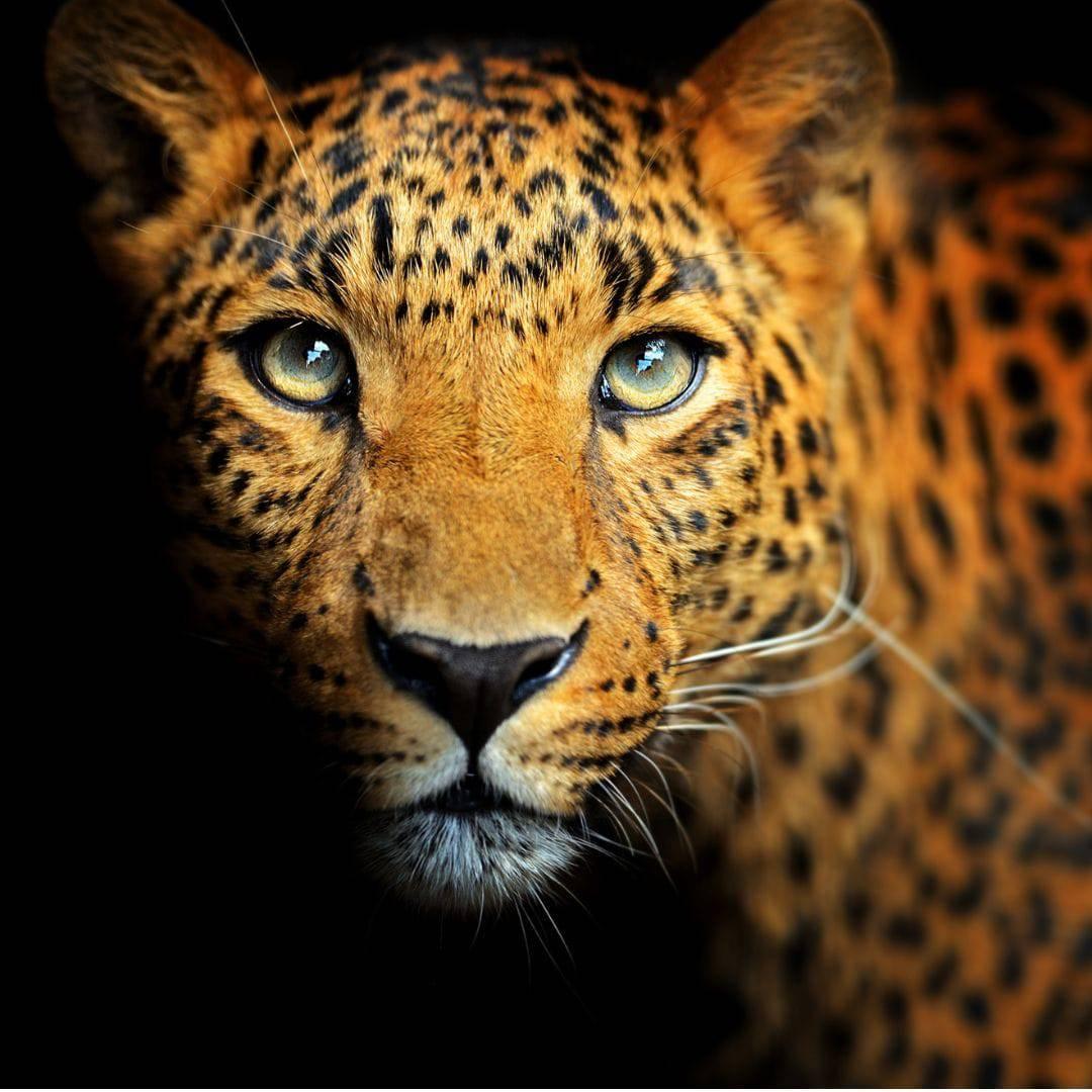 Be Wildlife's Champion: Save Endangered Species Today! - The Species Collection